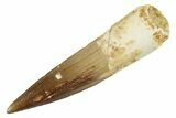 Real Fossil Spinosaurus Tooth - Excellent Tip #225474-1